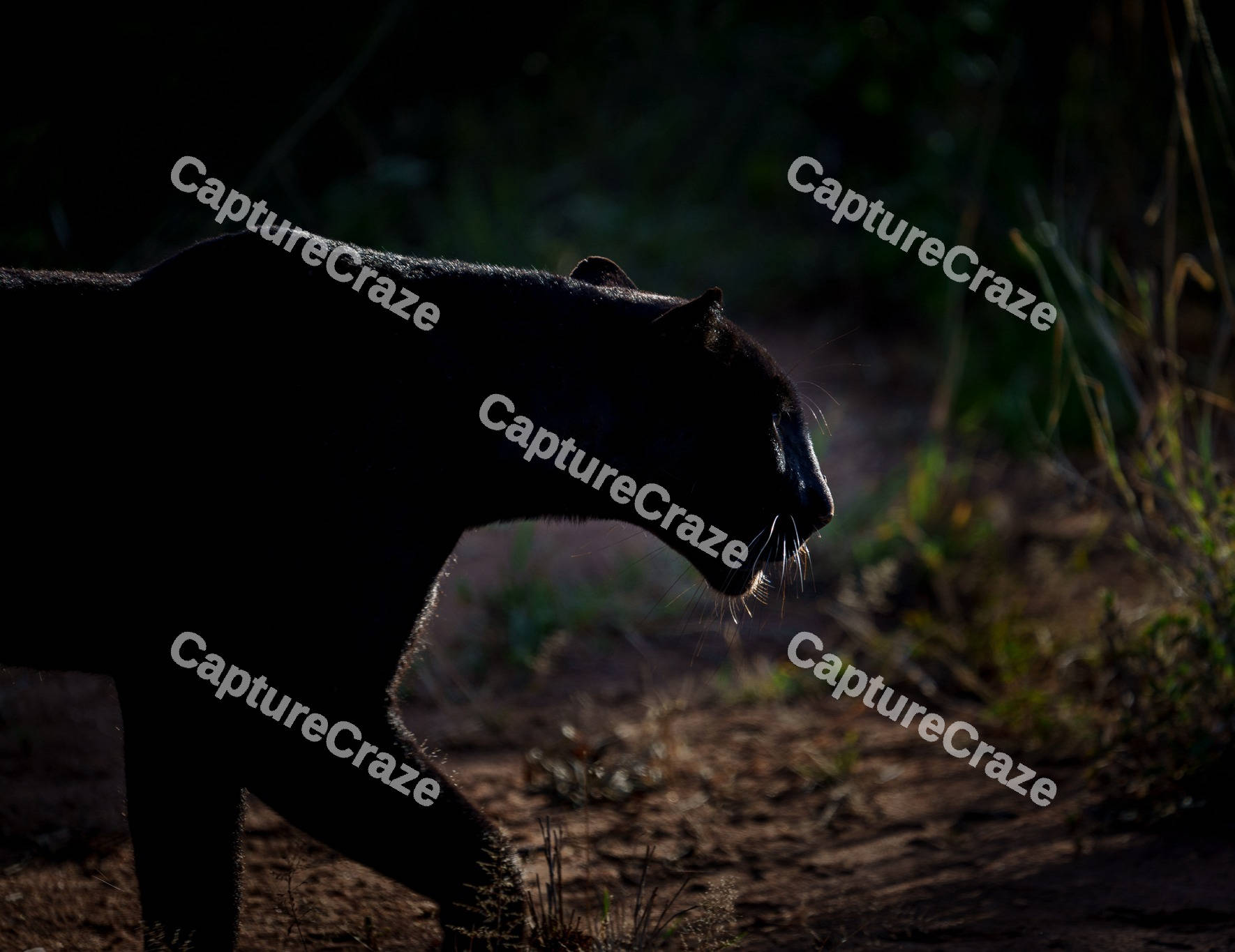 Silhouette of a black panther